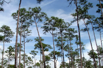 About Us - Under the Pines