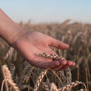 Our Part in the Harvest: Saving the Lost